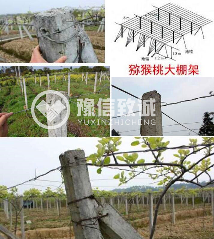 獼猴桃立柱機(jī)應(yīng)用場景