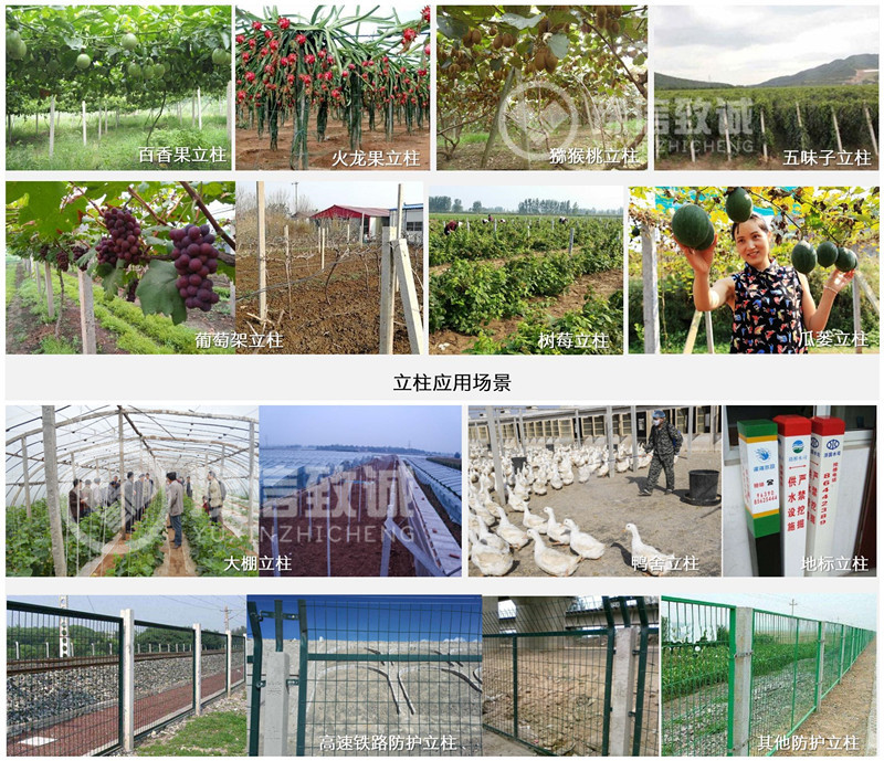 葡萄架立柱應(yīng)用現(xiàn)場
